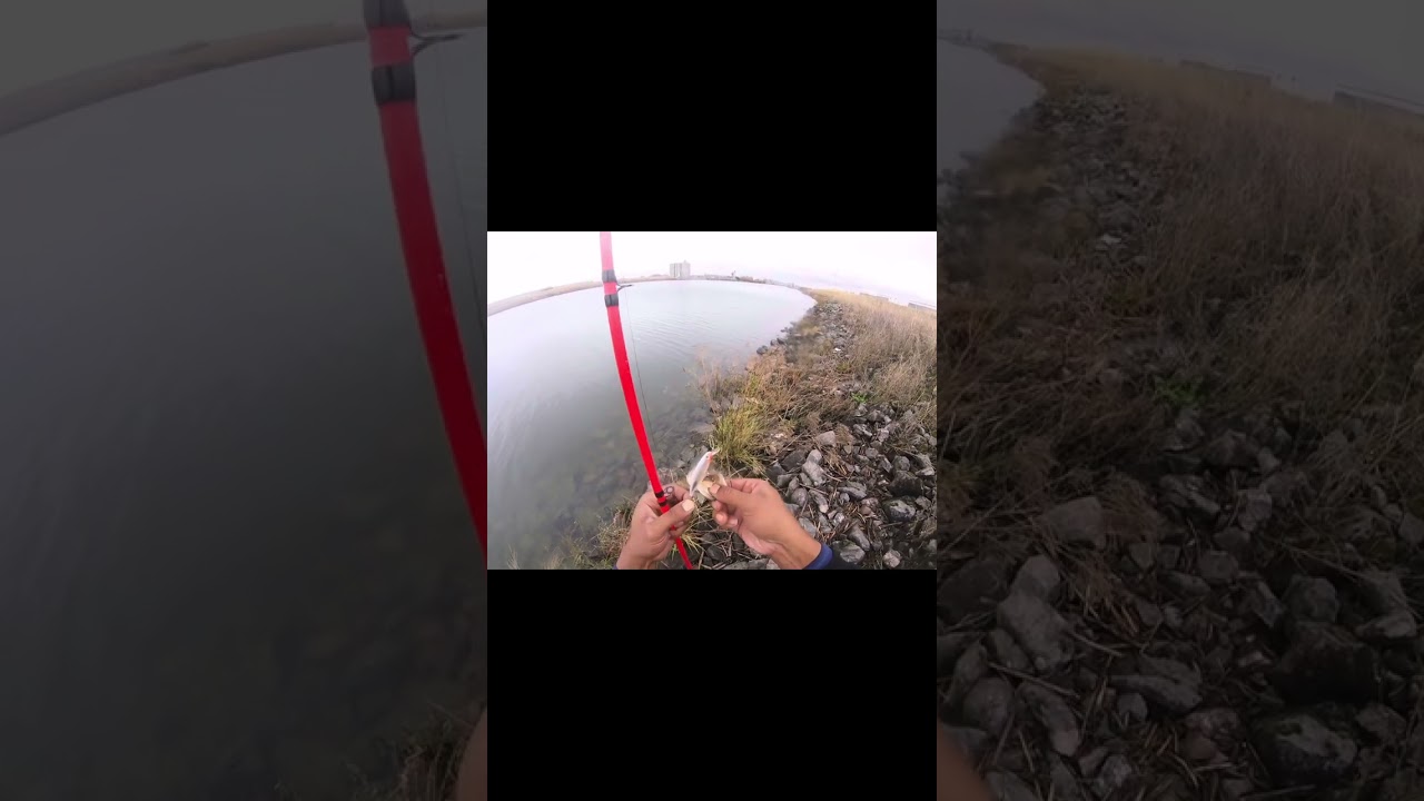 Sacramento River ship channel/ bass fishing