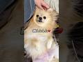 画面越しでも触りたくなるもふもふ🐶