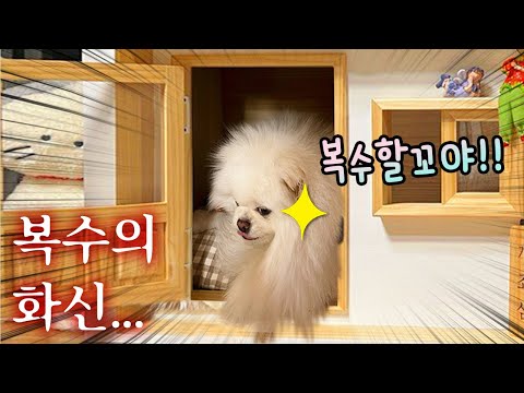 <strong>솜이가</strong> 아빠에게 복수했어요!! 어떤 복수를?? 성깔 대폭발!