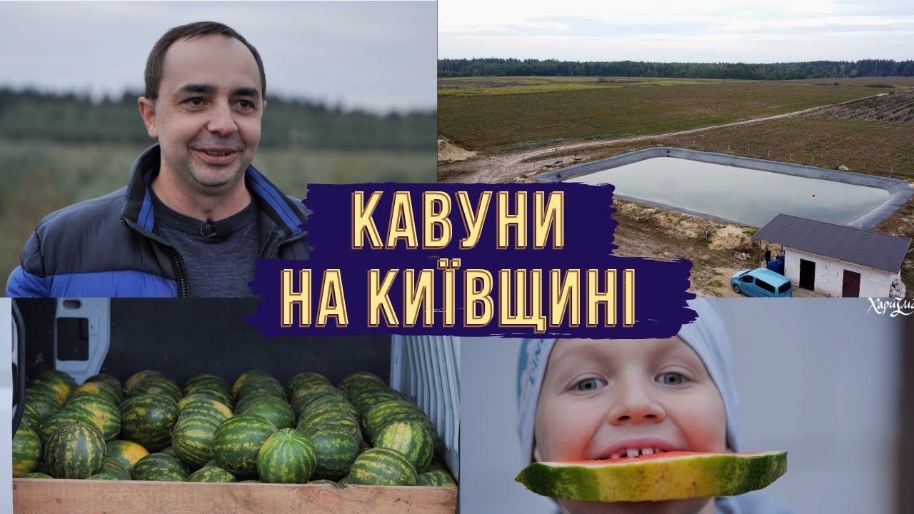 Як вирощують КАВУНИ на півночі Київщини | ХаризмаUA
