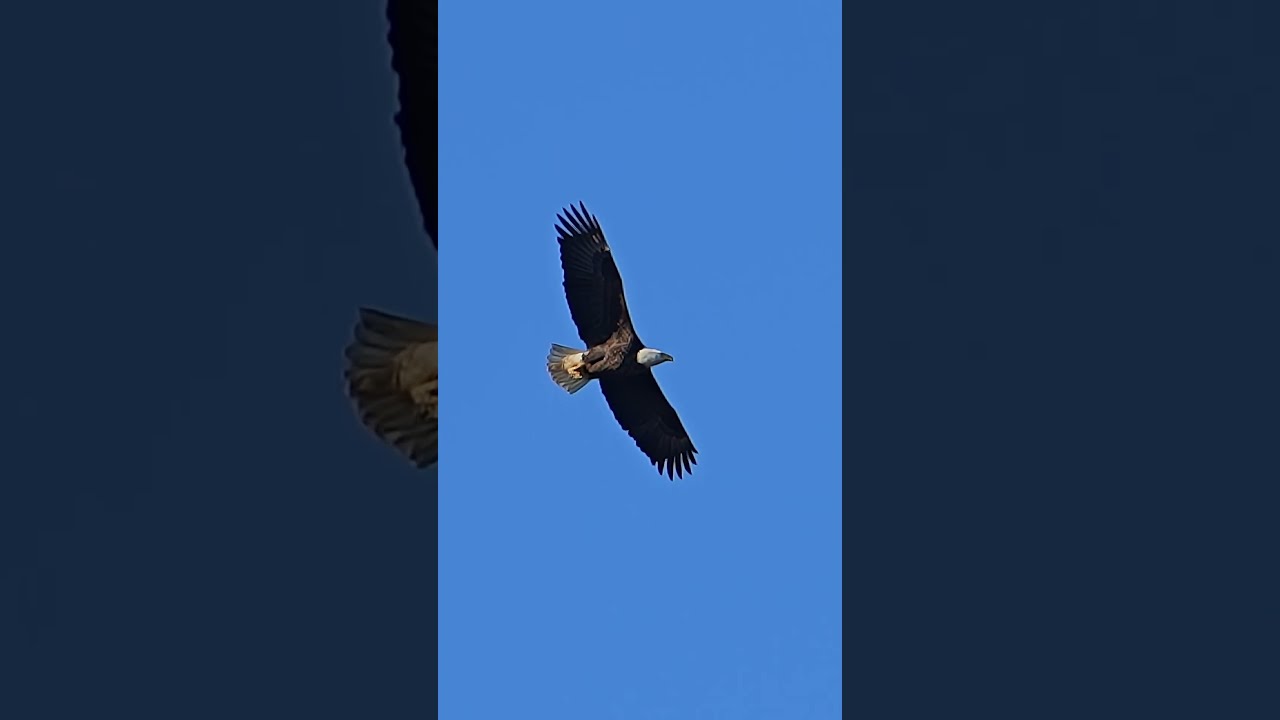 Eagle Soaring Over Daemons Point On A Cold Morning Birds Wildlife
