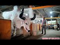 Biggest bahubali kankarej ox of 2023  from khan dairy farm golbari viral  kolkata cow 2023 