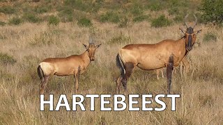 SOUTH AFRICA Hartebeest (SANParks)