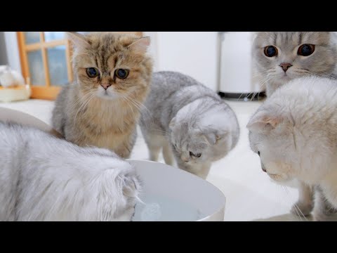 When I got home, my mischievous kitten brothers did something
