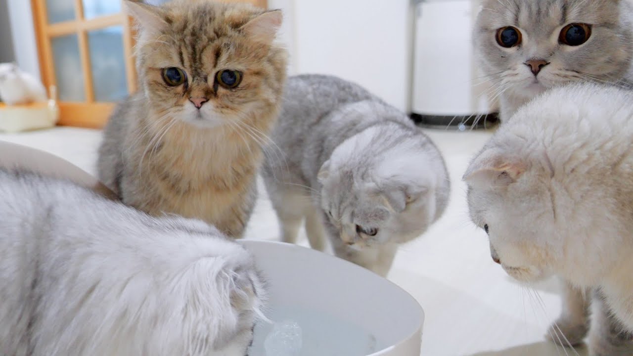 When I got home, my mischievous kitten brothers did something