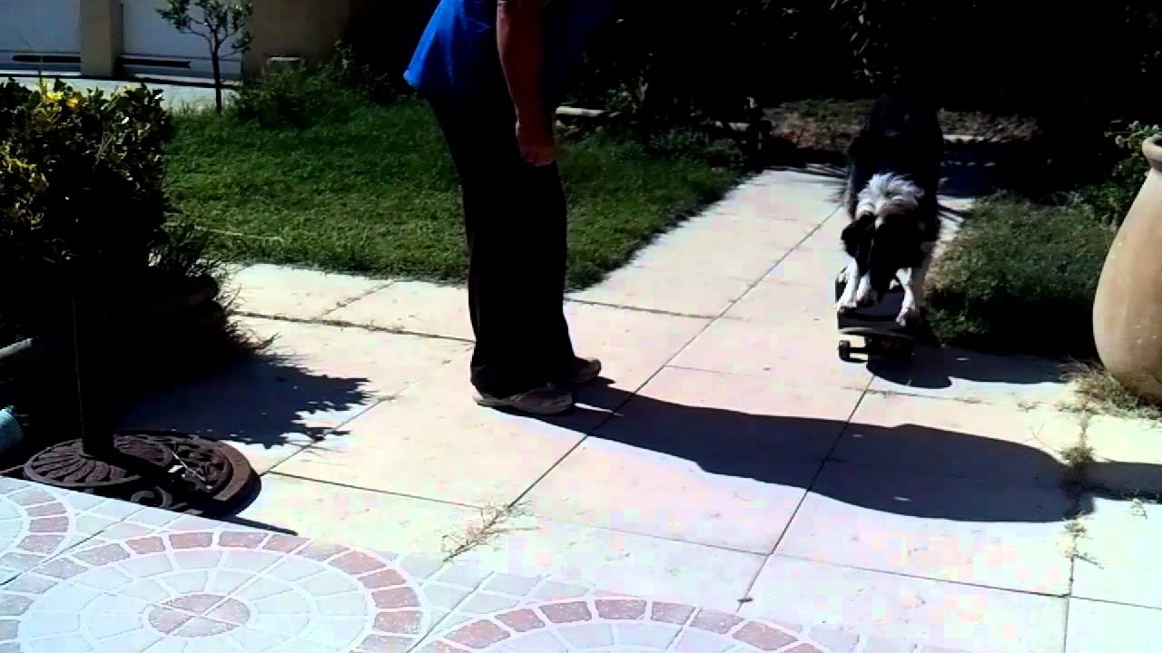 apprendre à son chien à faire du skateboard