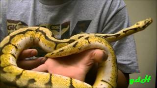 The pastel gene and its power (ball python)