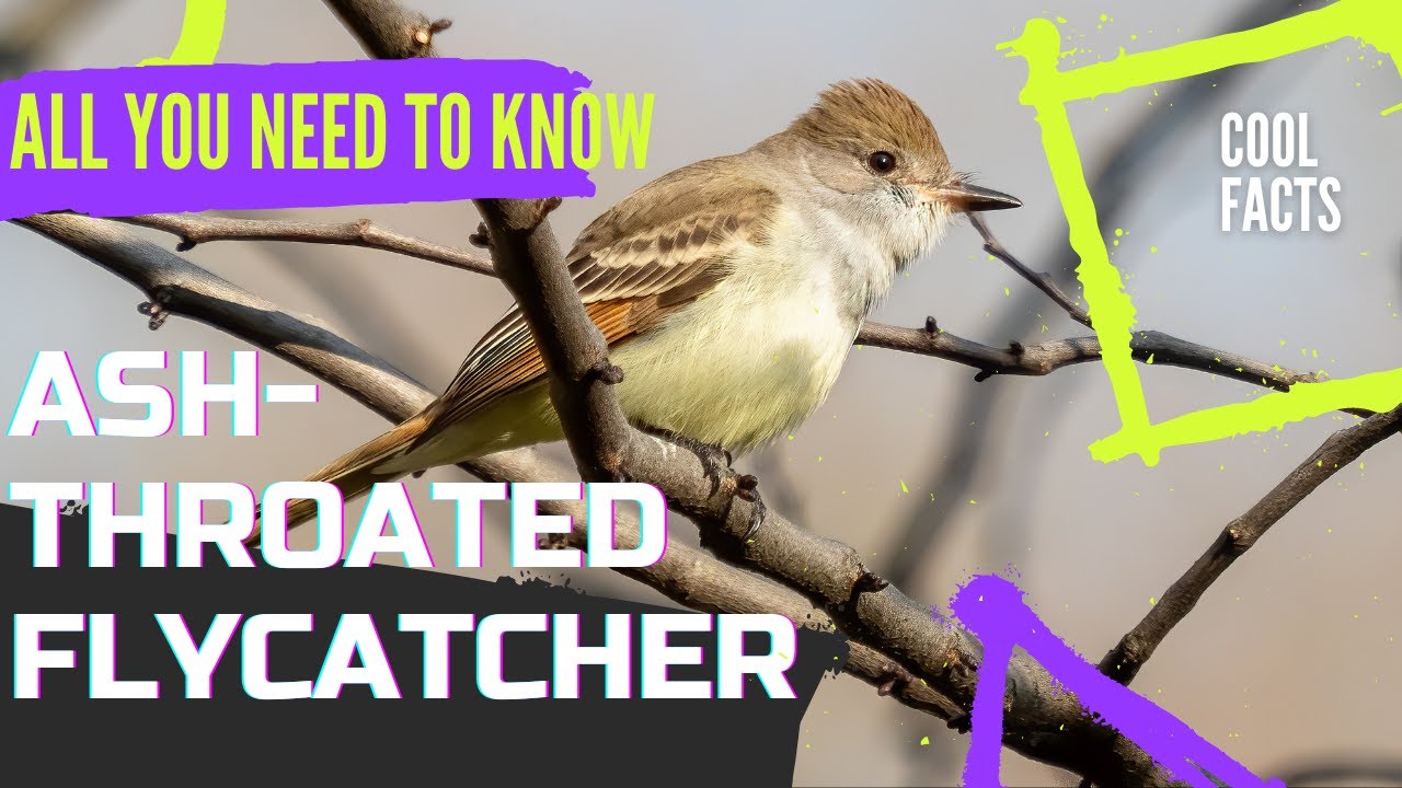Ash-throated Flycatcher facts 🦜