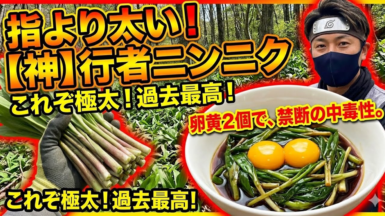 【Kr】本日採取 極太 行者にんにく ２キロg 新鮮 山菜 早い者勝ち Giant wild garlic cloves growing in clusters! The ultimate soy