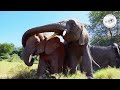 Orphan elephants Luggard and Enkesha move to Umani Springs | Sheldrick Trust
