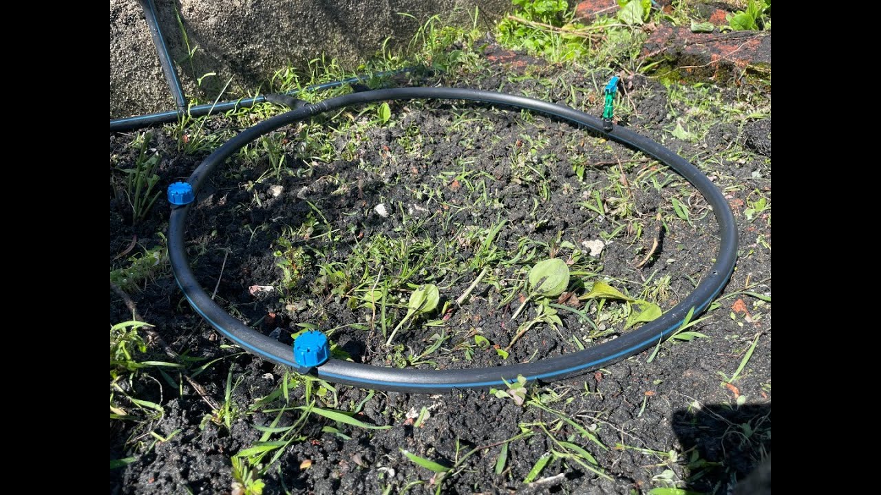 Durian Musang King Drip Irrigation Installation System YouTube