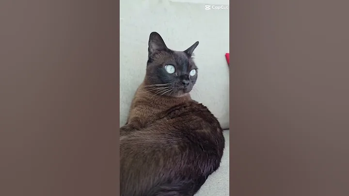Video 10034901: cute burmese cat