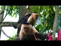 Cinematic monkey free stock footage backgrounds ands  premium footage  4k