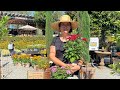 Hummingbird summer pentas with sarah smith