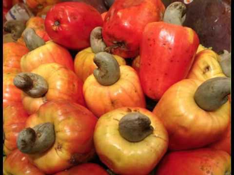 Cashew Fruit കശുമാങ്ങയുടെ ആരോഗ്യ ഗുണങ്ങൾ നിങ്ങൾക്കറിയാമോ easy recipe for peanut butter cookies
