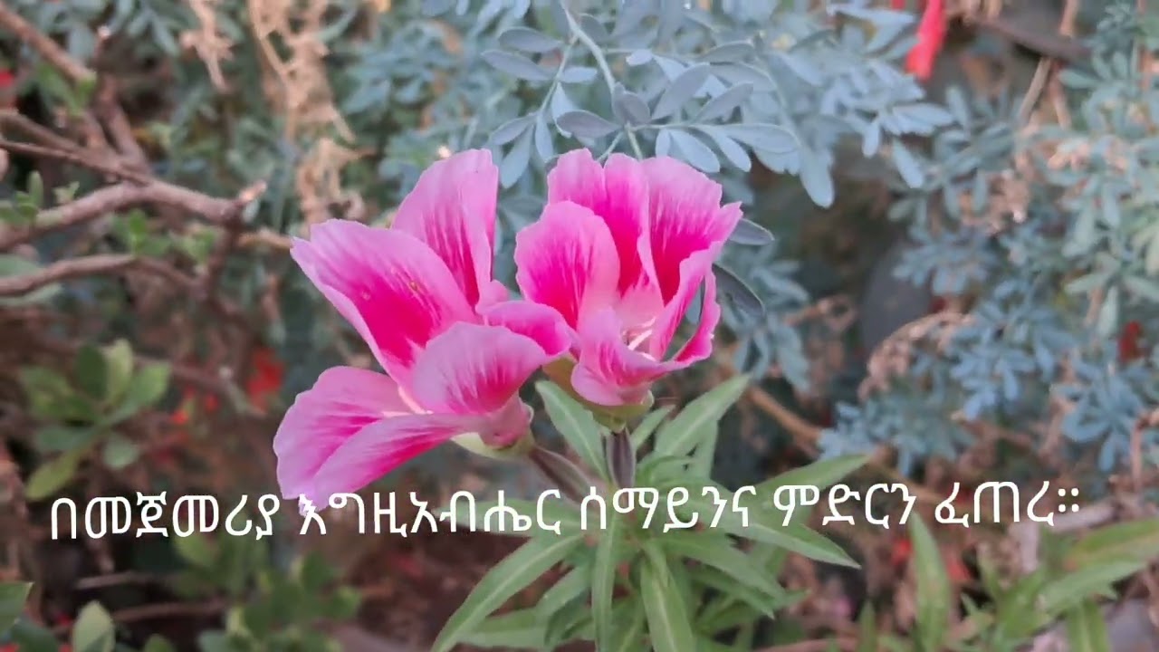 በመጀመሪያ እግዚአብሔር ሰማይንና ምድርን ፈጠረ። In the beginning God created the heaven and the earth.