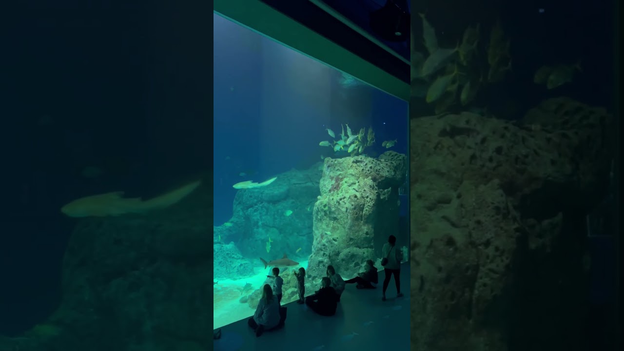 National aquarium of Denmark 🇩🇰 