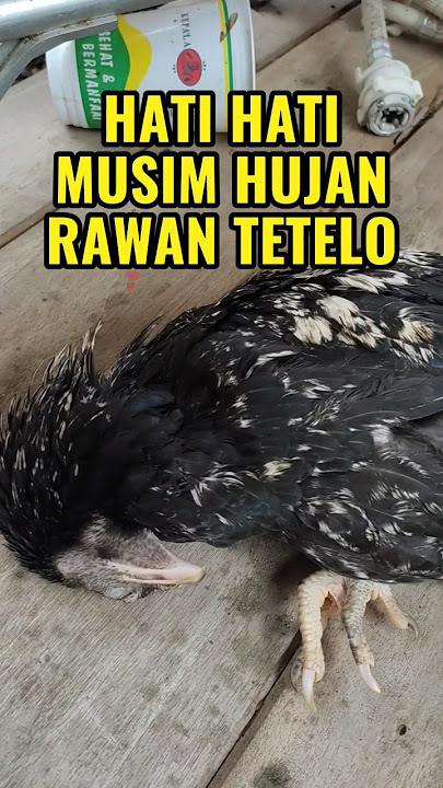 Ayamku Kena Penyakit Tetelo Kepala Muter #shorts