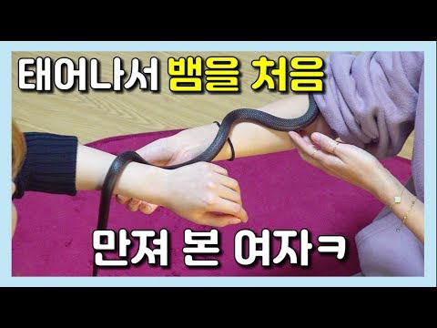 태어나서 뱀을 처음 만져 본 여자반응ㅋ 파충류 만지기 [집돌이총각]
