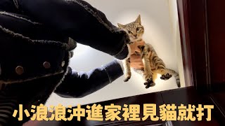 [CC SUB] 5 stray cats rushed into the house and beat domestic cats whoever they saw by 西樹 Xishu&Cats 6,927 views 4 months ago 8 minutes, 12 seconds