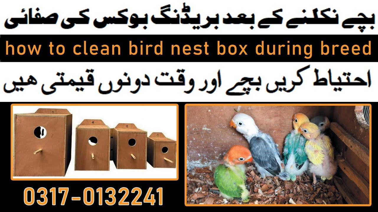 how to clean love birds nest box during breed for protect chicks - YouTube