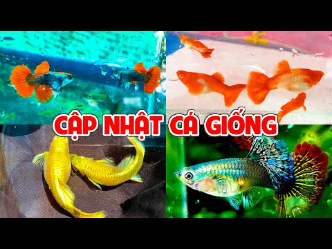 Video Cập Nhật Cá Giống Guppy Tại Trại - Cá Con Lên Rất... - youtube