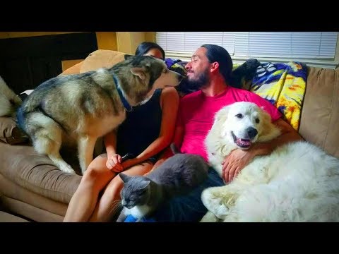 Funny Animals 🐶😆