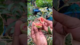 Variegated Guava Fruit