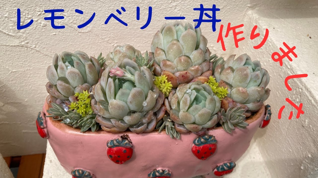 多肉植物】レモンベリー丼作りました❣️ - YouTube