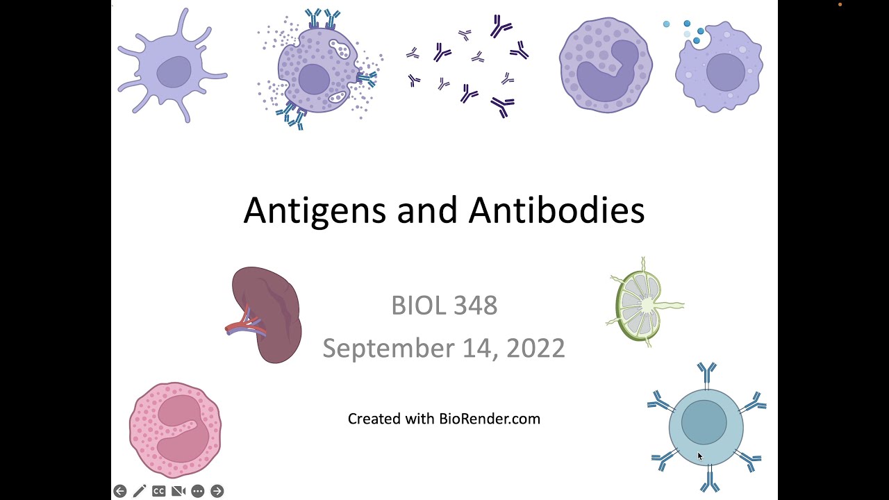 Immunology Fall 2022 Lecture 7 Antigens and Antibodies YouTube