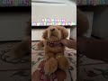 Does this fit Sunny’s voice? I think it does. #essa #douglas #puppy