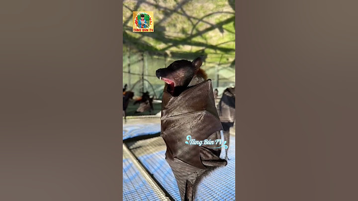 Con dơi dơi này cũng cute / Bat #TungBunTV #shorts