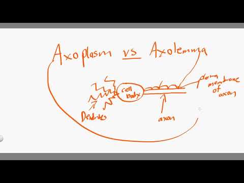 Видео: Аксолемма мембран гэж юу вэ?