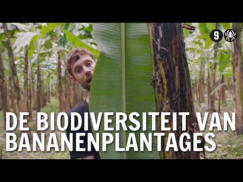 Video: Biodiversiteit Oor Die Stad Heen