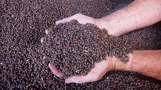 Масло черного тмина: полезные свойства ~ масло тмина, черный тмин, лечение тмином Масло черного тмина: полезные свойства ~ масло тмина, черный тмин, лечение тмином
