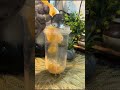 Muskmelon shake with ice - cream #ytshorts subscribe 👍