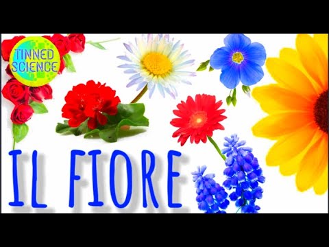 Video: Le piante dioiche hanno fiori perfetti?