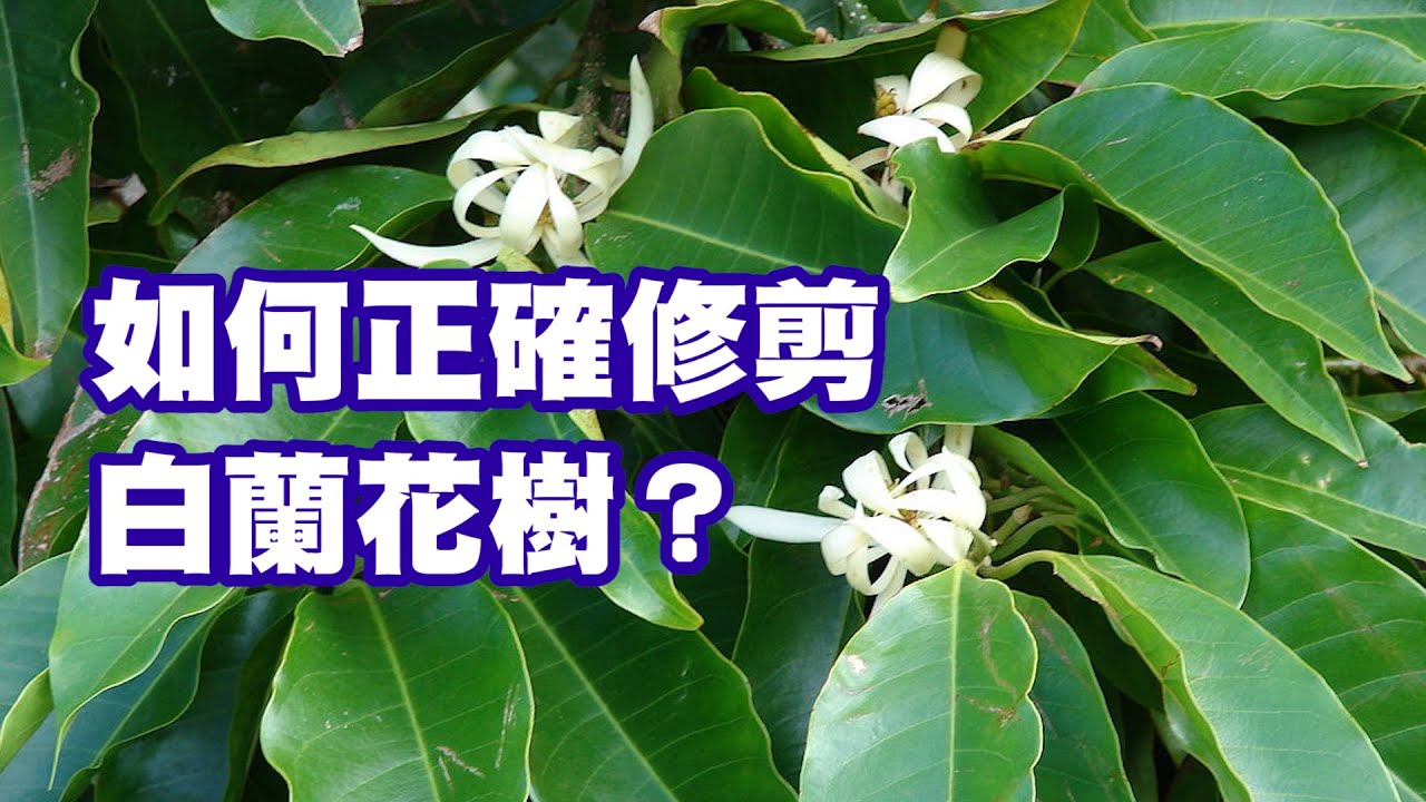 如何正確修剪白蘭花樹 Youtube 如何正確修剪白蘭花樹 Youtube