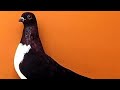 Hungarian budapest kiebitz pigeons  budapesti bibic kering