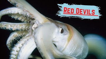Cephalo-Ed: Humboldt squid, the "Red Devils".