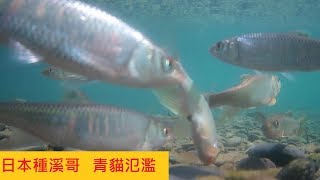 日本種溪哥#青貓氾濫@平均體型10多公分@台灣溪哥面臨隱憂 