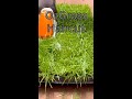 OzGrass in house barber