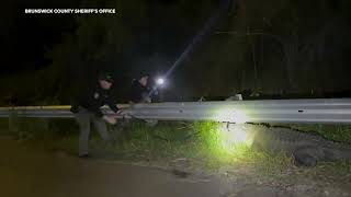 Sheriff's deputies remove alligator from highway in Brunswick Co.