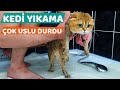 KEDİ YIKAMA (Kedimiz Mila Çok Uslu Durdu)