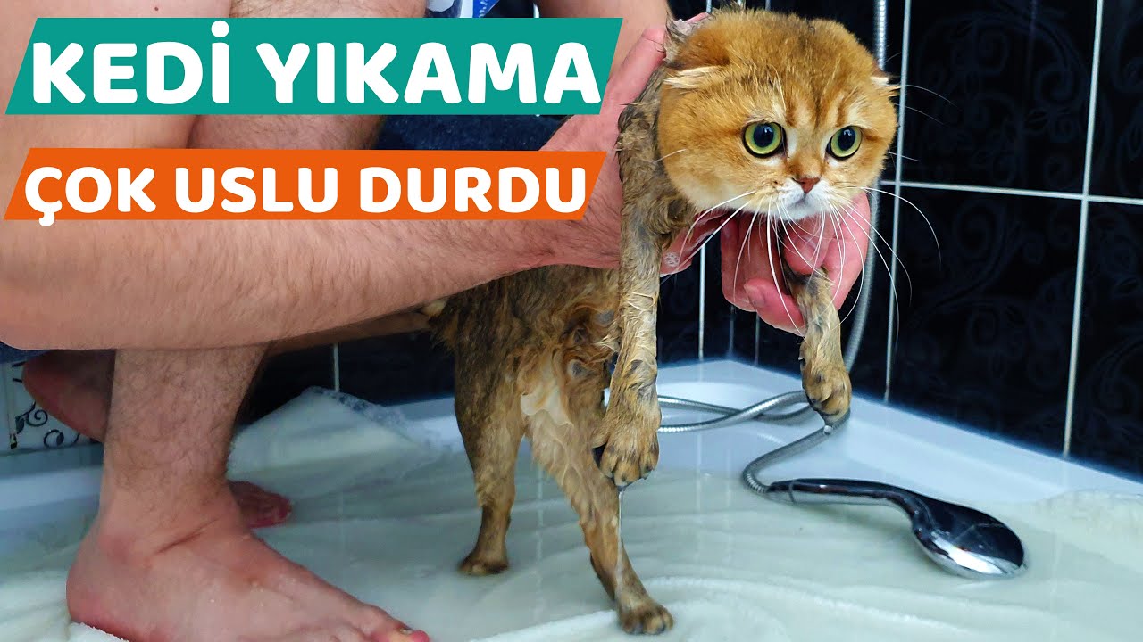 Kedi Yikama Kedimiz Mila Cok Uslu Durdu Youtube