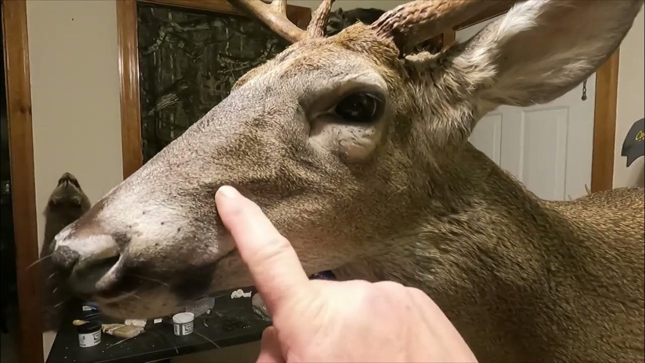 Taxidermy Whitetail Deer Mounting Tip (Enhance face veins on a deer