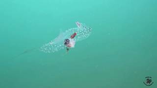 Curious Critter Maybe Sea Angel?