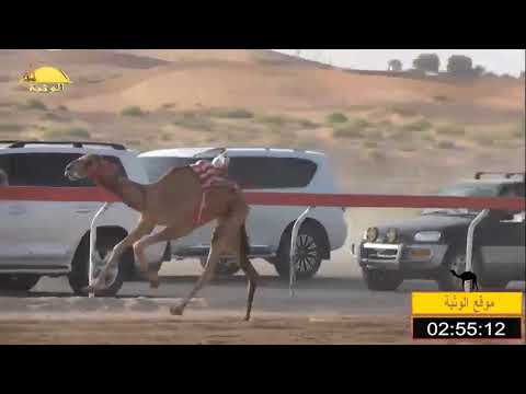 الشوط 13 شخصيه ل سيف بن مطوع الظاهري شارة الصندوق الخميس 2018 9 20 بوسمرة لقايا