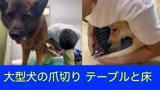 #132【大型犬】嫌がる爪切りの保定