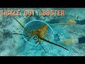 How to Tickle Spiny Lobster out of a Hole or Ledge - YouTube